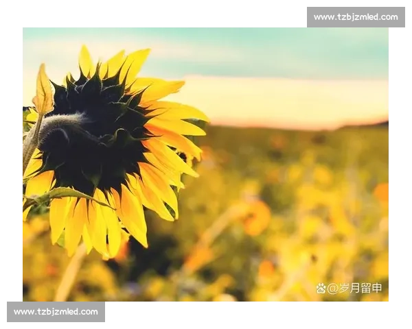 《在晨曦与黄昏之间，寻找那一缕永恒的光明与希望》