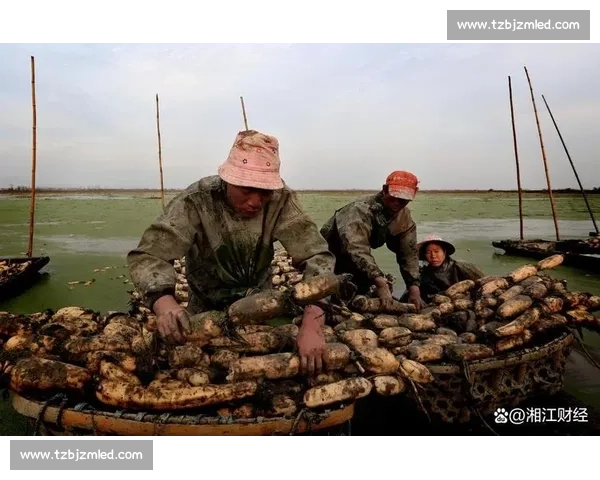 以藕为媒竞技争先展乡土风采激活产业新动能共绘振兴新图景之路 以藕为媒竞技争先展乡土风采激活产业新动能共绘振兴新图景之路